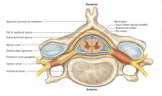 <ul><li><p><strong>Where it runs:</strong> From foramen magnum → L1/L2.</p></li><li><p><strong>Enlargements:</strong></p><p><strong>Cervical:</strong> upper limbs.</p><p><strong>Lumbosacral:</strong> lower limbs.</p></li><li><p><strong>End structures:</strong></p><p><strong>Conus medullaris: </strong>cone-shaped end.</p><p><strong>Filum terminale:</strong> string that anchors cord to coccyx.</p><p><strong>Cauda equina:</strong> bundle of nerves (horse’s tail).</p></li></ul><p></p>