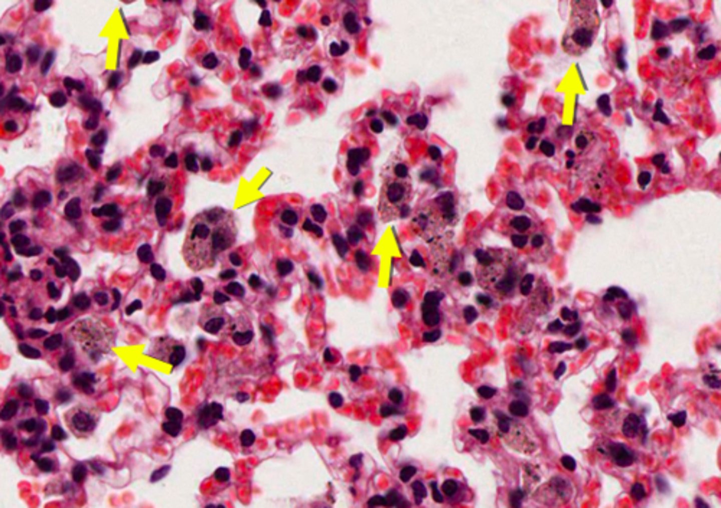 <p>ID the cells:</p>
