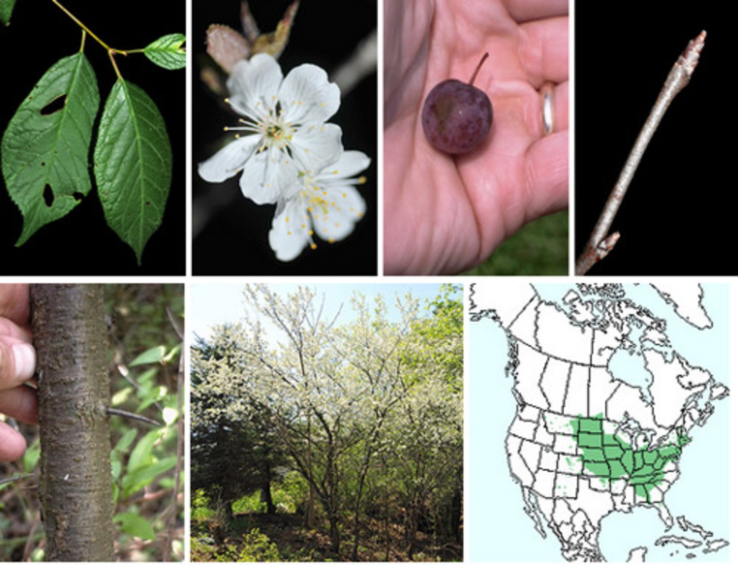 <p>deciduous shrub or small tree, leaves are simple dark green, oval with point tip, serrated edges</p>