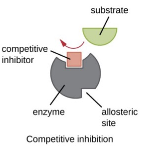 * Substance that mimics the substrate and inhibits the enzyme by binding at the active site
* Effect can be overcome by ↑ \[substrate\]
  * $$Km ↑$$ 
  * $$Vmax stays same$$