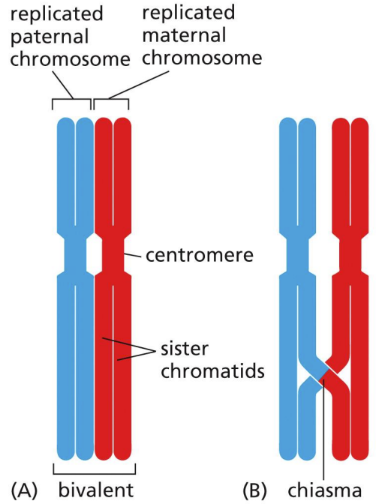 <p><span><u>Meiosis </u>= chromosome duplication is followed by 2 rounds of chromosome segregation&nbsp;</span></p><ul><li><p class="Paragraph SCXW216381287 BCX0" style="text-align: left"><span>Very important&nbsp;</span></p></li></ul><ul><li><p class="Paragraph SCXW216381287 BCX0" style="text-align: left"><span>DNA breaks are formed in each sister so they hold on to each other (crossover) = Homologous recombination&nbsp;&nbsp;</span></p></li></ul><ul><li><p class="Paragraph SCXW216381287 BCX0" style="text-align: left"><span>Critical for homologs to recognize each other and come together for meiosis I&nbsp;</span></p><ul><li><p class="Paragraph SCXW216381287 BCX0" style="text-align: left"><span>Homologos tightly connected and form chiasma (crosses)&nbsp;&nbsp;</span></p></li><li><p class="Paragraph SCXW216381287 BCX0" style="text-align: left"><span>Crossing over is the basis of HR&nbsp;</span></p></li><li><p class="Paragraph SCXW216381287 BCX0" style="text-align: left"><span>2 rounds of anaphase and cytokinesis&nbsp;</span></p></li></ul></li></ul><p></p>