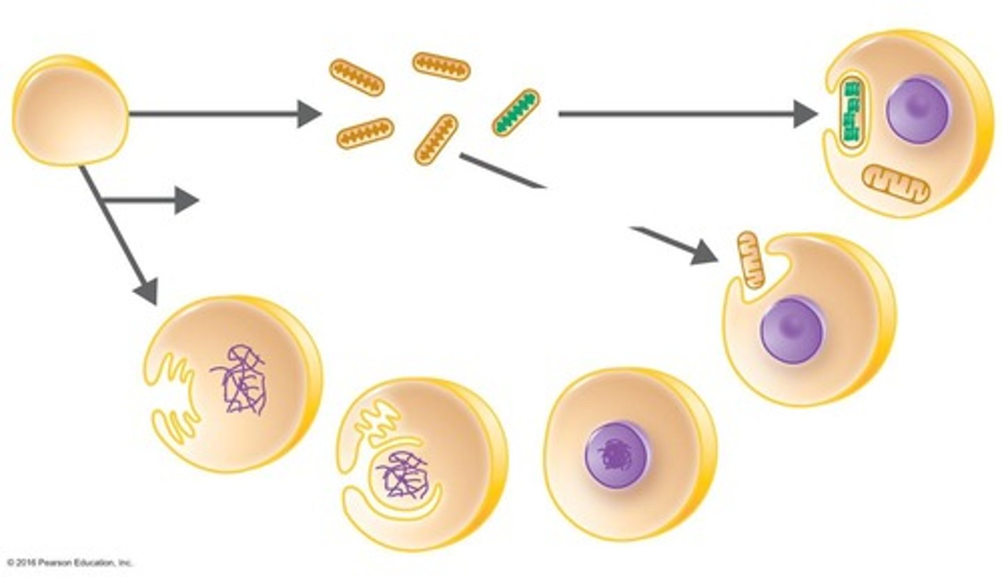 <p>Eukaryotes originated from symbiotic prokaryotes.</p>
