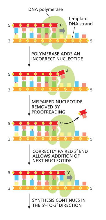 <p>DNA polymerase has proofreading exonuclease activity</p><ul><li><p><span style="color: yellow;">3’ - 5’ direction</span></p></li><li><p><span style="color: rgb(133, 255, 250);">same time as synthesis</span></p></li><li><p>checks if previous is correct</p></li><li><p>if not, clips off mispaired</p></li><li><p>adds new nucleotide</p></li></ul><p>(this is why DNA replication can only happen 5’ — 3’)</p><p>(extrude mistake to editing site, needs to unravel a little bit)</p>
