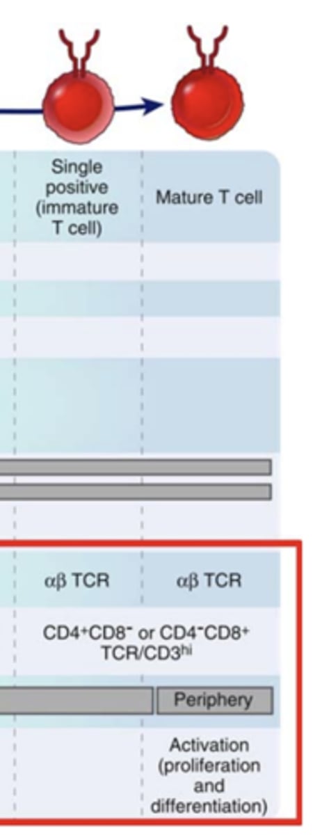 <p><span class="bgP">- CD4+, CD8- OR CD4-, CD8+</span></p><p><span class="bgP">- TCR/CD3hi</span></p>