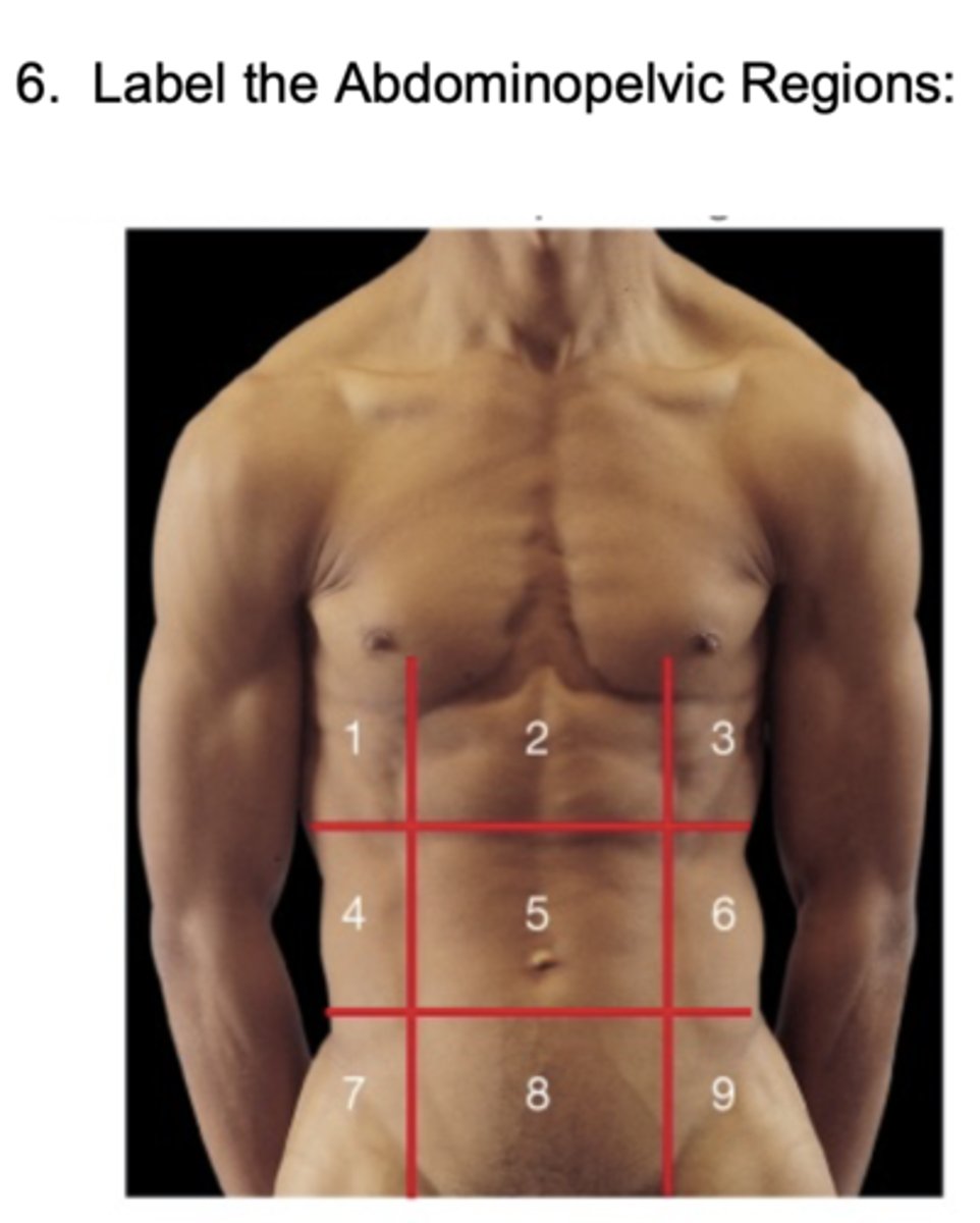 <p>Left Inguinal Region</p>