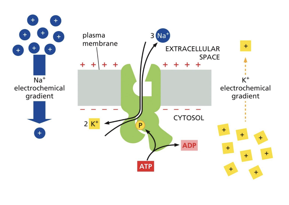 <p>It is responsible for 10% of membrane potential. </p><p></p><p>The pump makes sure that:</p><ul><li><p>a low concentration of Na<sup>+</sup> in the cytosol</p></li></ul><ul><li><p>a high concentration of K<sup>+</sup> in the cytosol</p></li></ul><p></p><p>This is done by 3 Na<sup>+ </sup>going out of the cell to the more positive side and 2 K<sup>+</sup>going into the cell, which is more negative. Therefore, the net difference in charge is 1+, where <strong>the outside of the cell is a bit more positive. </strong></p><p></p><p>Also, due to the fixed anions in the inside of the cell, this makes the <strong>inside a bit more negative</strong>. </p><p></p><p>This forms the membrane potential. </p>