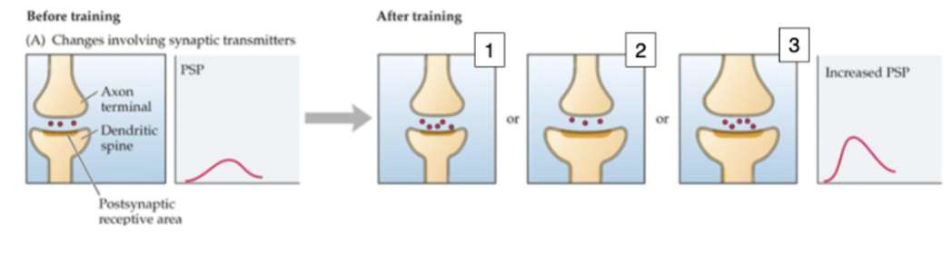 <p>changes in depolarization/hyperpolarization, nts released, size of membrane and sensitivity, interneuron modulation, new synapses formed, shift in synaptic input</p><ul><li><p>measured by high frequency excitatory post synaptic potential (EPSPs) which make synapses stronger (long-term potentiation)</p></li><li><p>can also decrease synaptic strength</p></li></ul><p></p>