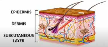 <p>epidermis </p><p>dermis</p><p>subcutaneous layer</p>
