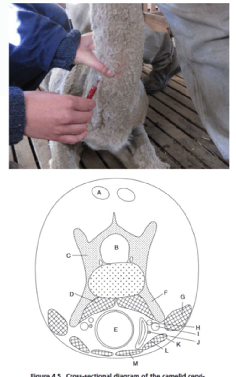 <p>1. triceps, quadriceps, lumbar epaxial muscles</p><p>2. Base of neck cranial to the shoulder</p><p>3. Right jugular vein , avoid hitting carotid, lower neck preferred</p>