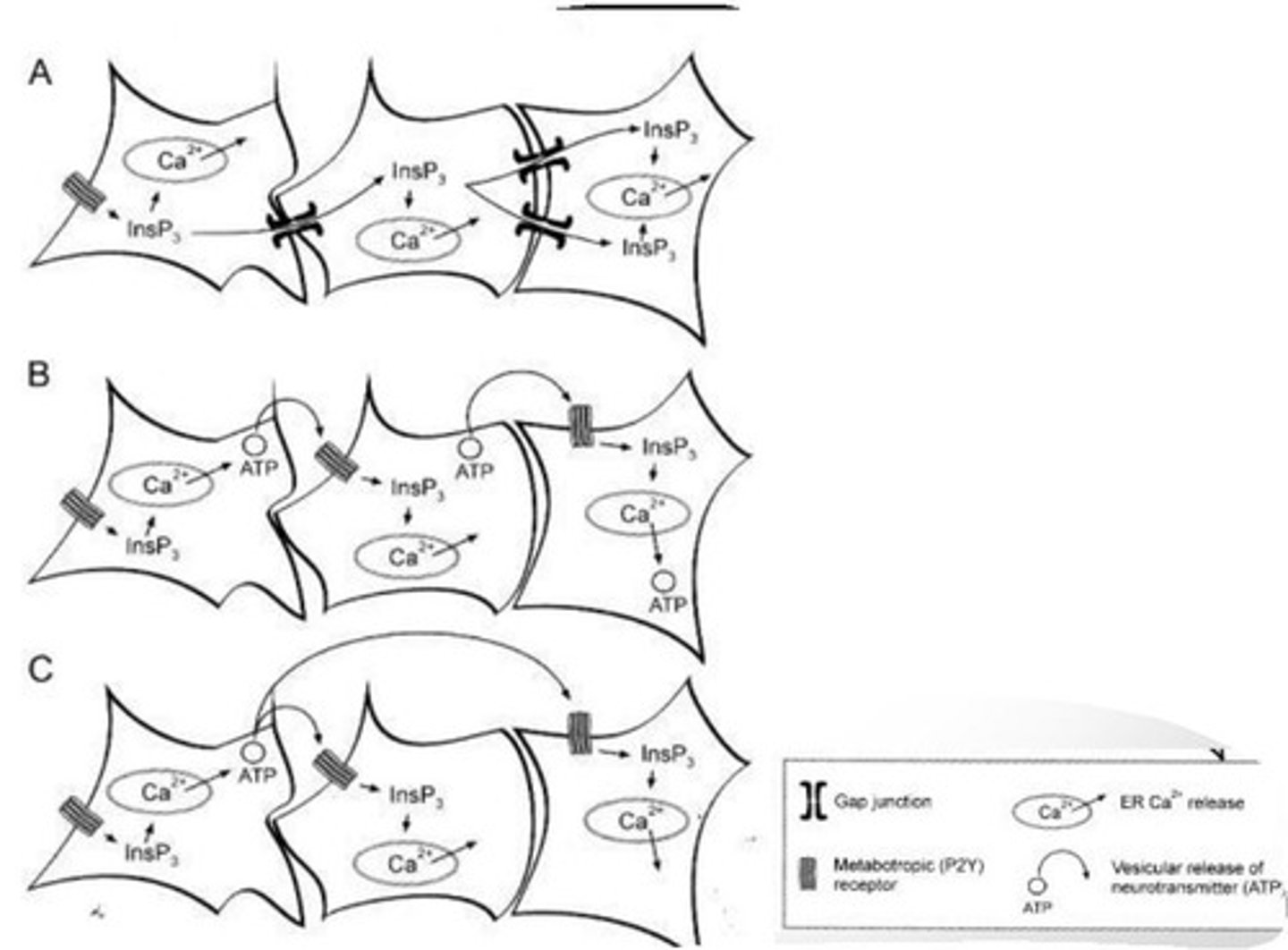 <p>B) Calcium waves spread between astrocytes through the opening of gap junctions, which allows for the diffusion of calcium ions between cells.</p>