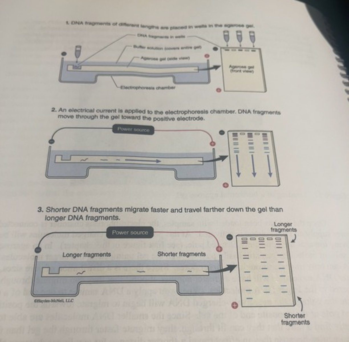 <p>-barring any external disturbances to electrophoresis setup, the DNA loaded in any particular well will move in a straight line towards the positively charged pole, so we can safely assume that fragments in line with a particular well following electrophoresis originated in that well.</p>