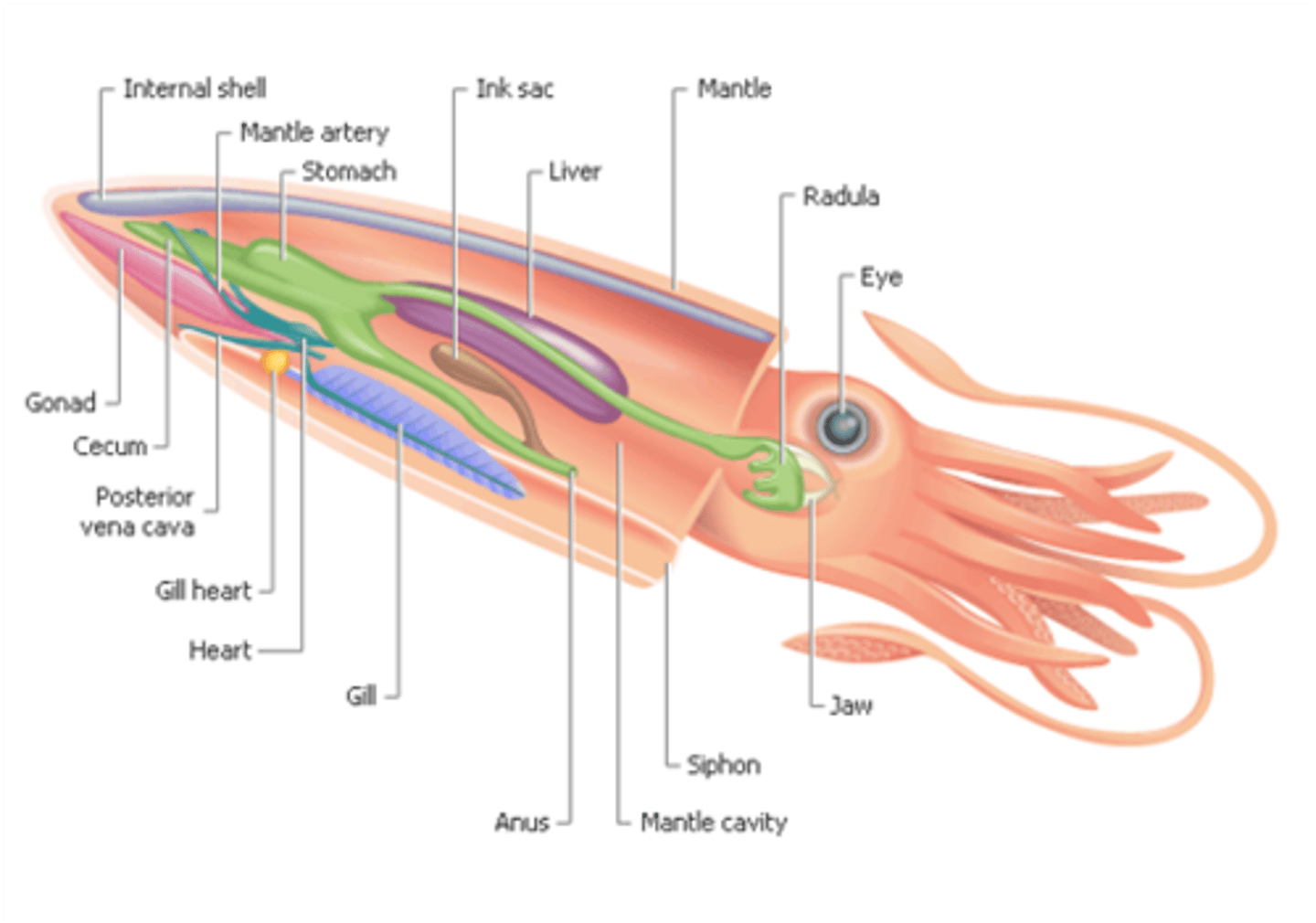 <p>tubelike structure through which water enters and leaves a mollusk's body</p>