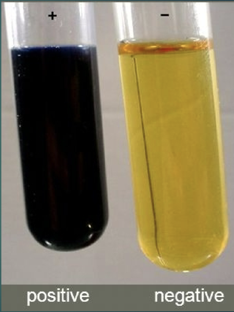 <p>Lugol’s Iodine:</p><ul><li><p>starch neg (-): orangey yellow</p></li><li><p>starch pos (+): black</p></li></ul><p></p>