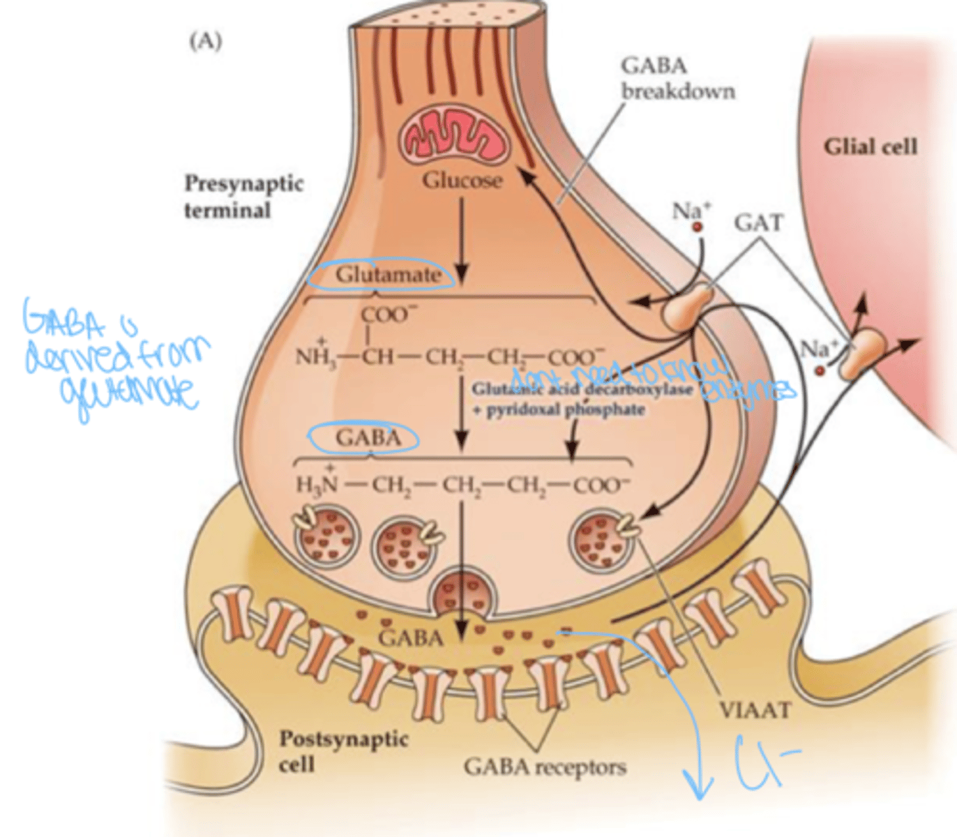 <p>most inhibitory neurotransmitter as it dampens neural activity in the brain</p>