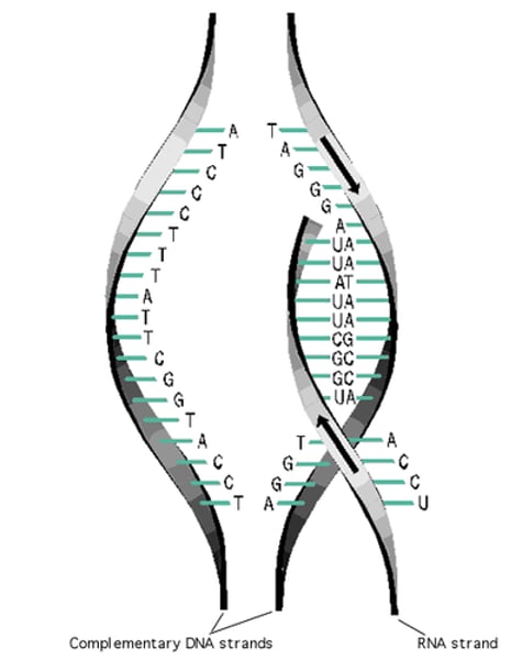 <p>the proccess of copying a section of dna in order to make proteins</p>