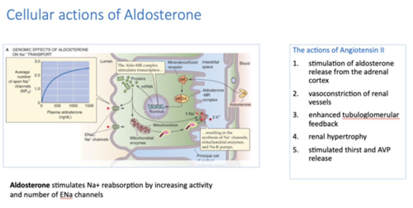 <p>Aldosterone</p>