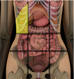 <p>what abdominal region is this? </p>
