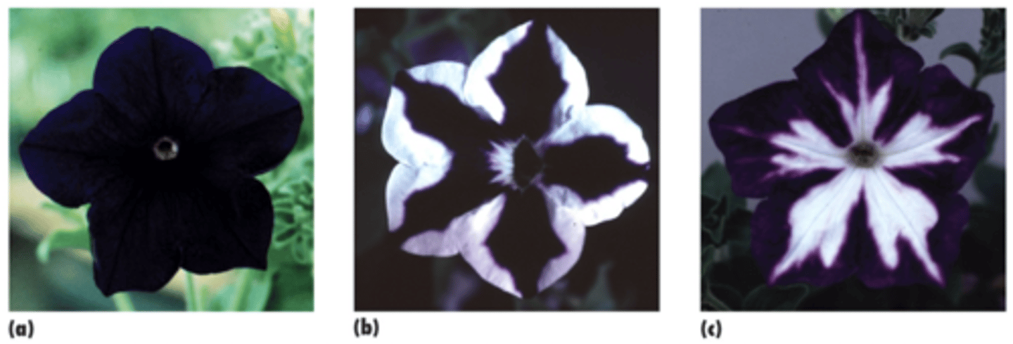 <p>They wanted to make Intensely purple petunia flowers and White petunia flowers</p>