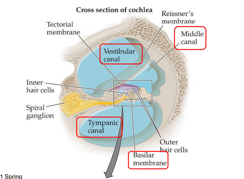 <p>sandwiched between the vestibular and tympanic canals and contains the cochlear partition </p>