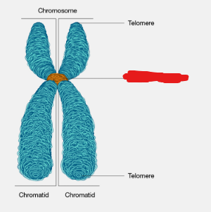 <p>The site at which two sister chromatids are bound together in a chromosome made up of two chromatids.</p>