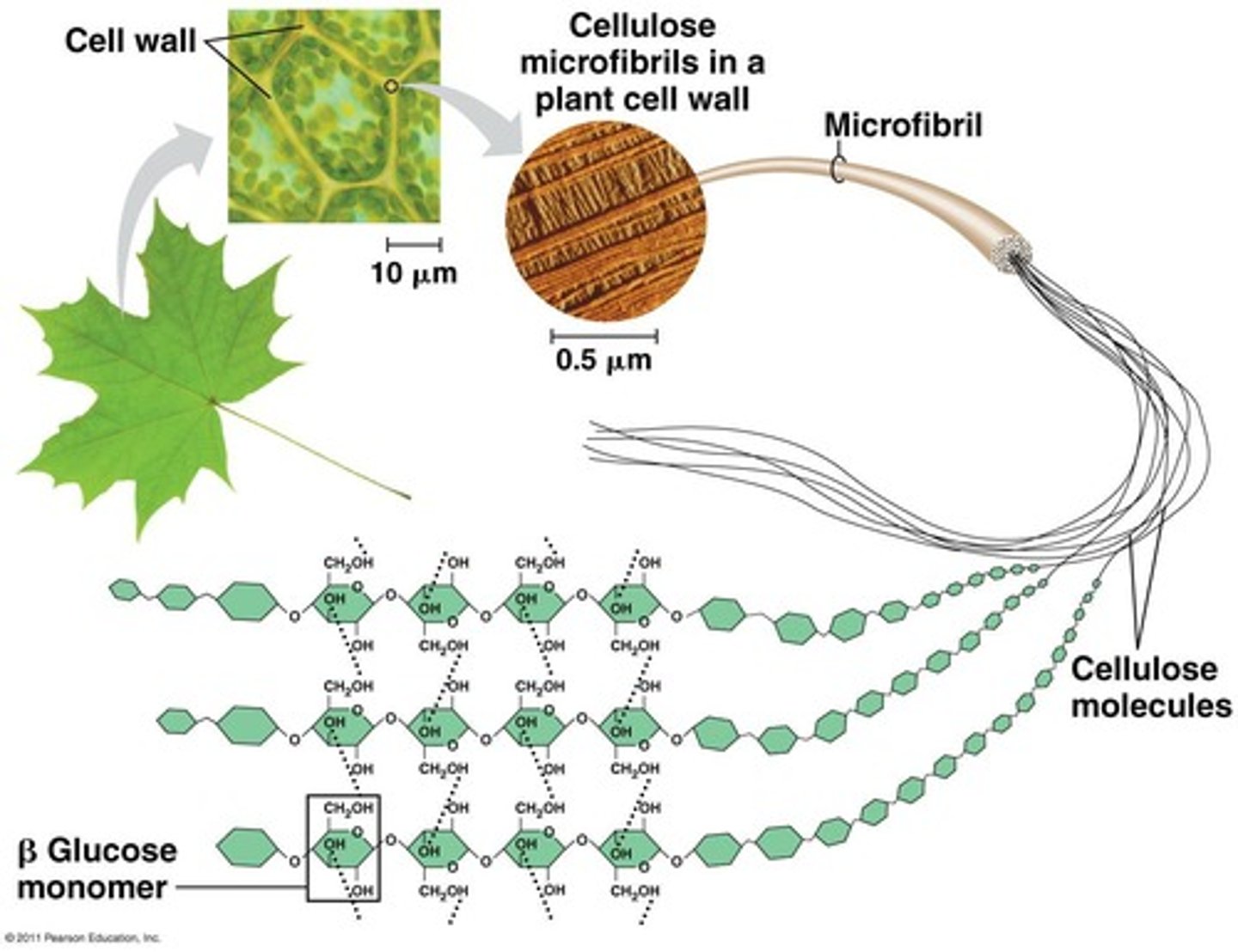 <p>Cellulose is a complex carbohydrate that makes up plant cell walls, and it is largely insoluble and requires cellulase enzyme for digestion.</p>