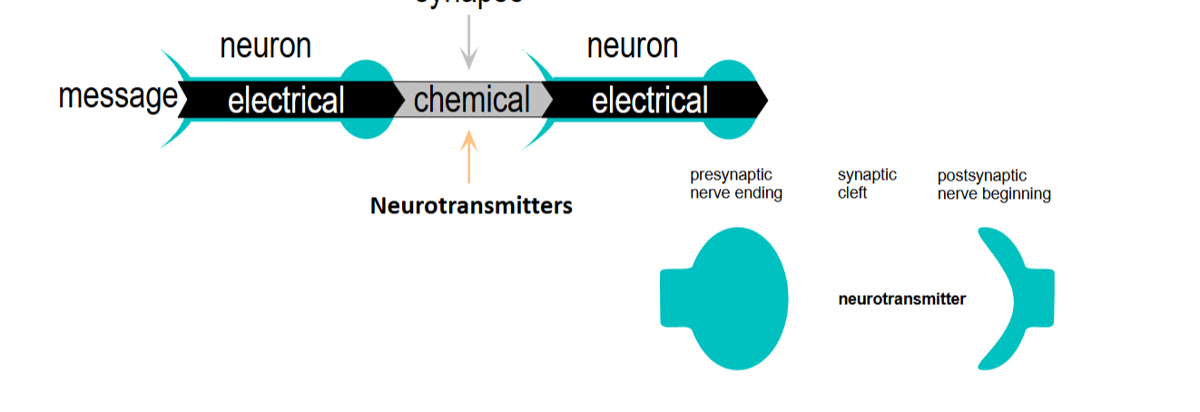<p>they are packed into vesicles beneath the membrane on the postsynaptic side of the synaps</p>