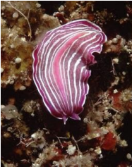 <p>Prostheceraeus giesbrechtii</p>
