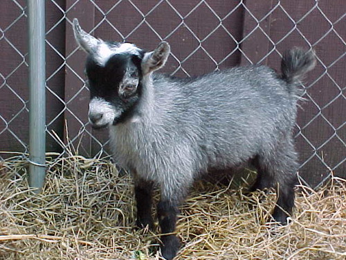 <p>What is this goat breed?</p>