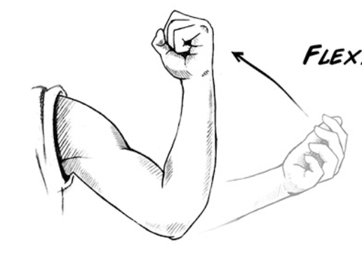 <p>act of bending of a joint, decreasing the angle of the joint </p>