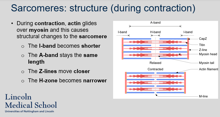 <ol><li><p>During contraction, actin filaments slide over myosin filaments causing structural changes to the sarcomere. Specifically, the I-band becomes shorter, the A-band stays the same length, the Z-lines move closer together, and the H-zone becomes narrower.</p></li><li><p>The I-band becomes shorter during contraction because the actin filaments slide towards the center of the sarcomere and overlap more with the myosin filaments, reducing the length of the region where only actin is present.</p></li><li><p>The A-band stays the same length during contraction because the length of the myosin filaments does not change.</p></li><li><p>The Z-lines move closer together during contraction because the actin filaments slide towards the center of the sarcomere, pulling the Z-lines towards each other.</p></li><li><p>The H-zone becomes narrower during contraction because the actin filaments slide towards the center of the sarcomere and overlap more with the myosin filaments, reducing the length of the region where only myosin is present.</p></li></ol>