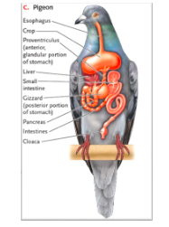 A pigeon picks up seeds and swallows them whole :

Seeds are moistened by mucus-filled saliva in the mouth

Seeds pass through the pharynxand tube-like anterior end of the esophagusto the pouch-like crop, which stores food

The glandular anterior portion of the stomach (**proventriculus**) secretes digestive enzymes and acids

Seeds are ground up in the posterior end (gizzard)

In the intestine, the liver secretes bile, and the pancreas adds digestive enzymes

Products are absorbed, and undigested residues are expelled through the anus