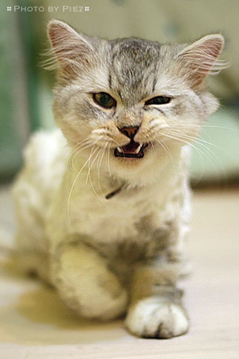 <p>angered at something unjust or wrong</p>