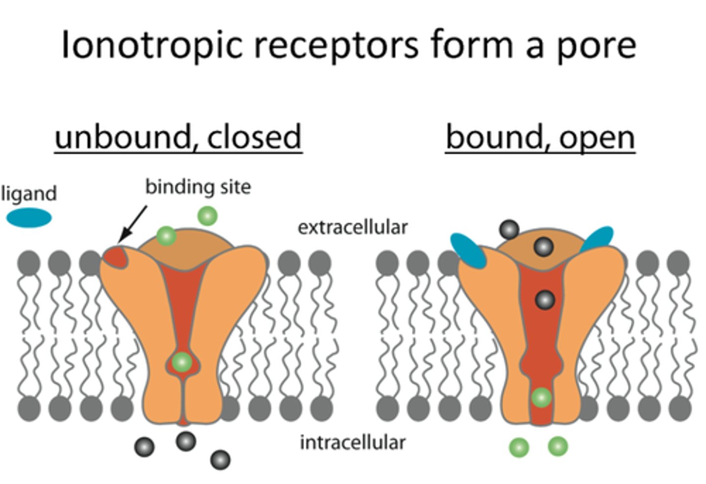 <p>Fast-acting receptors that directly open ion channels when a neurotransmitter binds.</p>