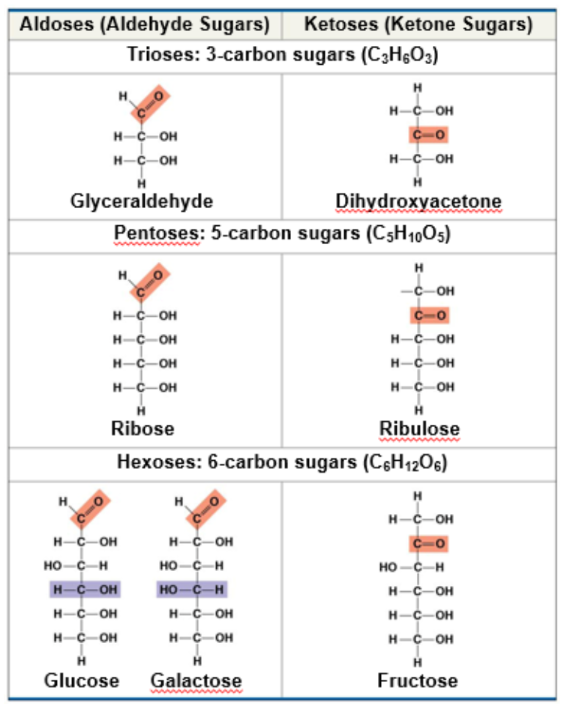 <ul><li><p>the location of the carbonyl group as aldose or ketose</p></li><li><p>the number of carbons in the carbon skeleton</p></li></ul><p></p>