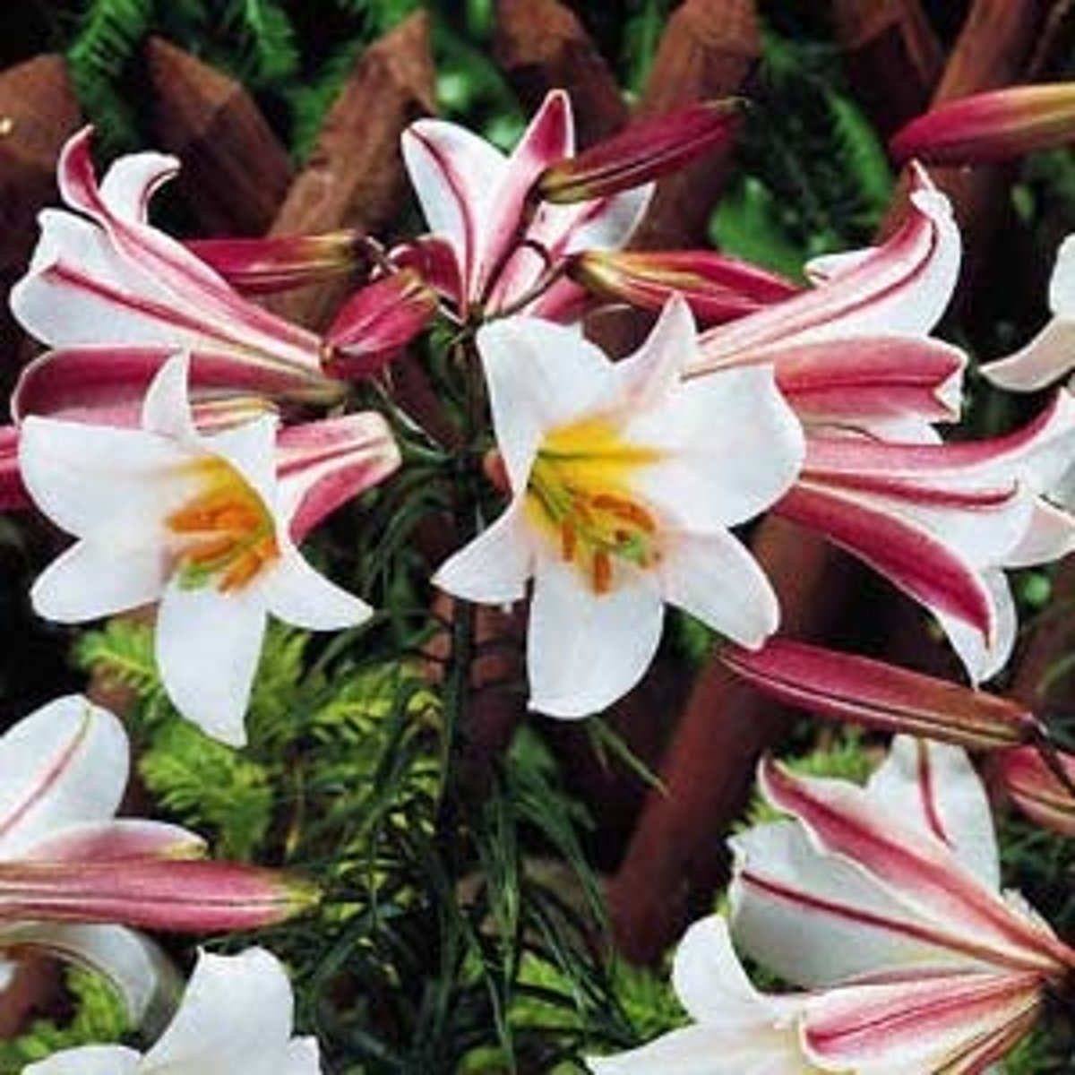 <p>lily</p>