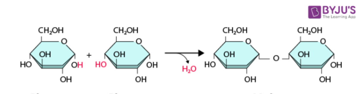 <p>A process in which two monomers bond together to form a polymer by removing a water molecule in the process. Also called a condensation reaction.</p>