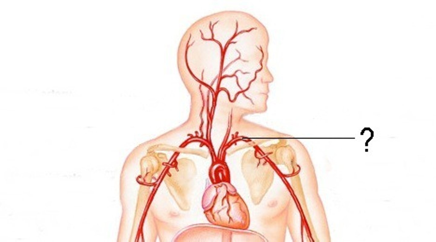 <p>transverse artery is first part of _______. supplies trapezius and brachial plexus</p><p>runs superficially and laterally across anterior scalene</p>