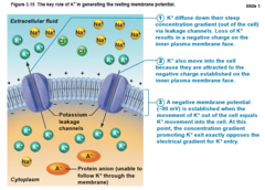 <p>Diffusion causes ionic imbalances that polarize the membrane, and active transport processes maintain that membrane potential</p>