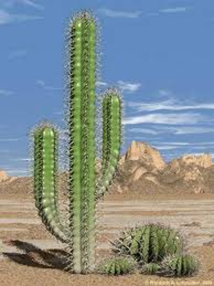 <p>desert plants</p>