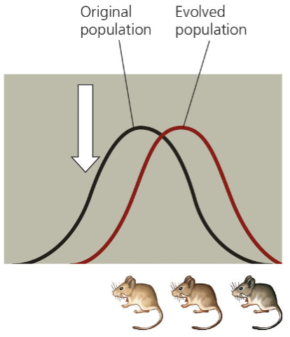 <ul><li><p>shifts the overall makeup of the population by favouring variants that are at one extreme of the phenotypic distribution</p></li><li><p>eg. peppered mothss</p></li></ul><p></p>