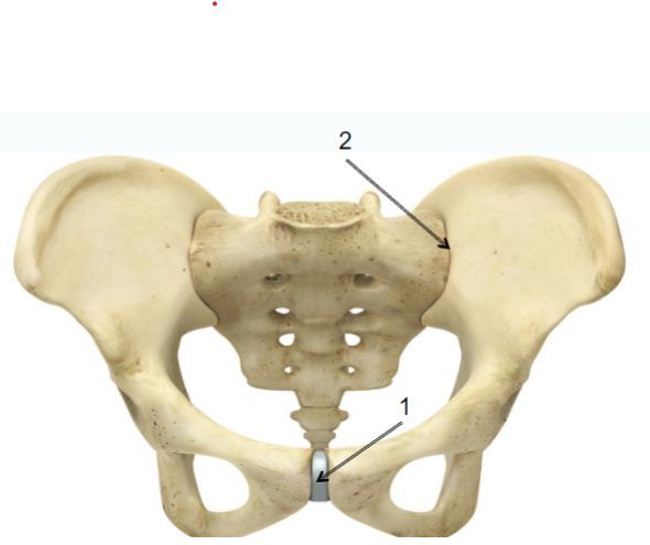<p>Name joint 2.</p>