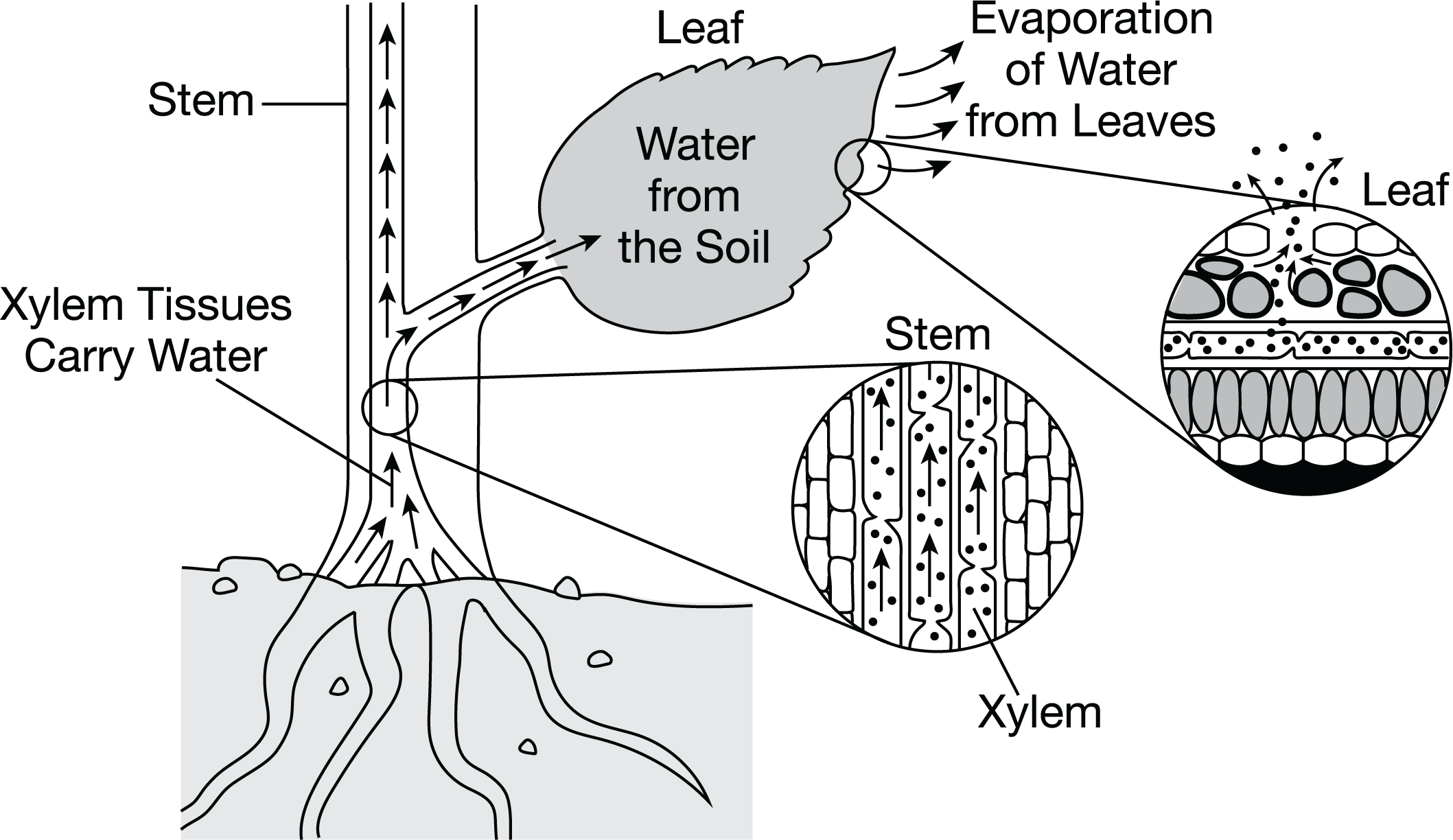 <p>In vascular plants, water flows from root to leaf via specialized cells called xylem. Xylem cells are hollow cells stacked together like a straw. A student explains that evaporation of water from the leaf pulls water up from the roots through the xylem, as shown in Figure 1.</p><p>Figure 1. Model of water movement through the xylem, with magnified models of water movement in the stem and leaf. </p><p>Which statement describes how water is pulled up through the xylem to the leaves of the plant?</p>