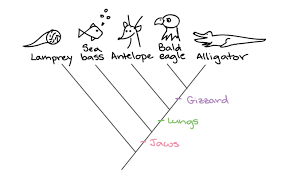 <p>A diagram that depicts the lines of evolutionary descent of different species, organisms, or genes from a common ancestor<span> <em>(</em></span><em>just need to know how to read it)</em></p>