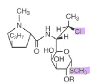 <ul><li><p>chemically distance from macrolides, but same MOA</p><ul><li><p>binds 50S ribosomal subunit, identical to macrolides</p></li></ul></li><li><p><strong>sulfur-containing</strong> <strong>N-methylpyrrolidylcarboxylic acid </strong></p></li><li><p>synthetic derivative of <em>lincomycin</em></p></li><li><p>cross-resistance may occur</p></li><li><p>may compete for binding</p></li><li><p>also can be given as a <strong>phosphate ester (prodrug)</strong></p><ul><li><p>given parenterally</p></li></ul></li></ul>