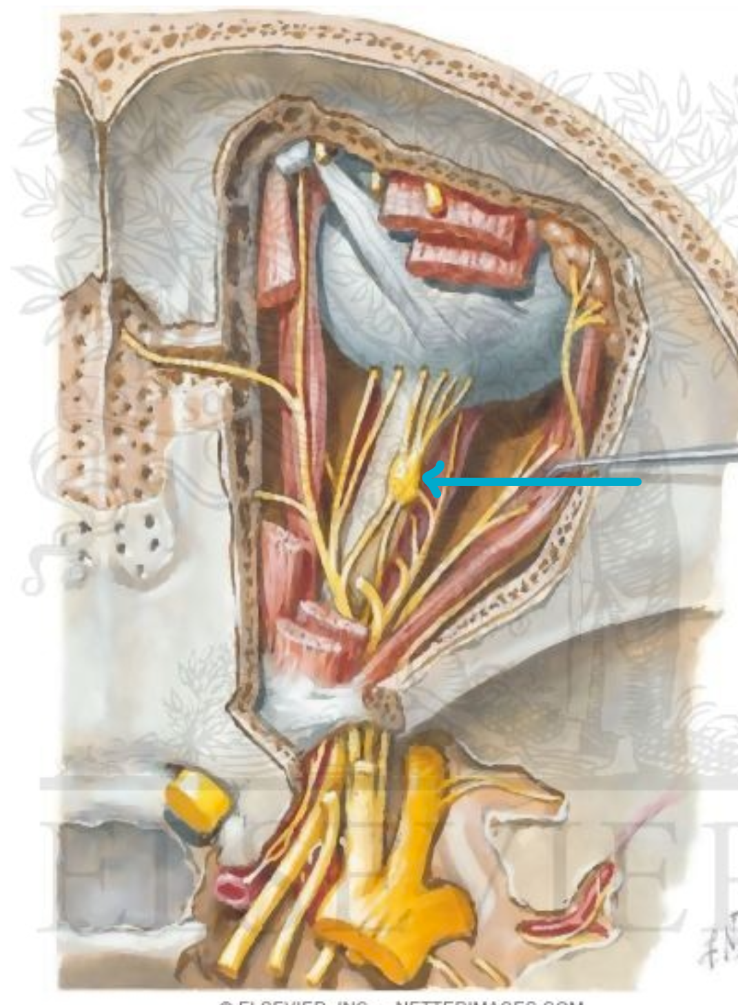<p>what structure?</p>