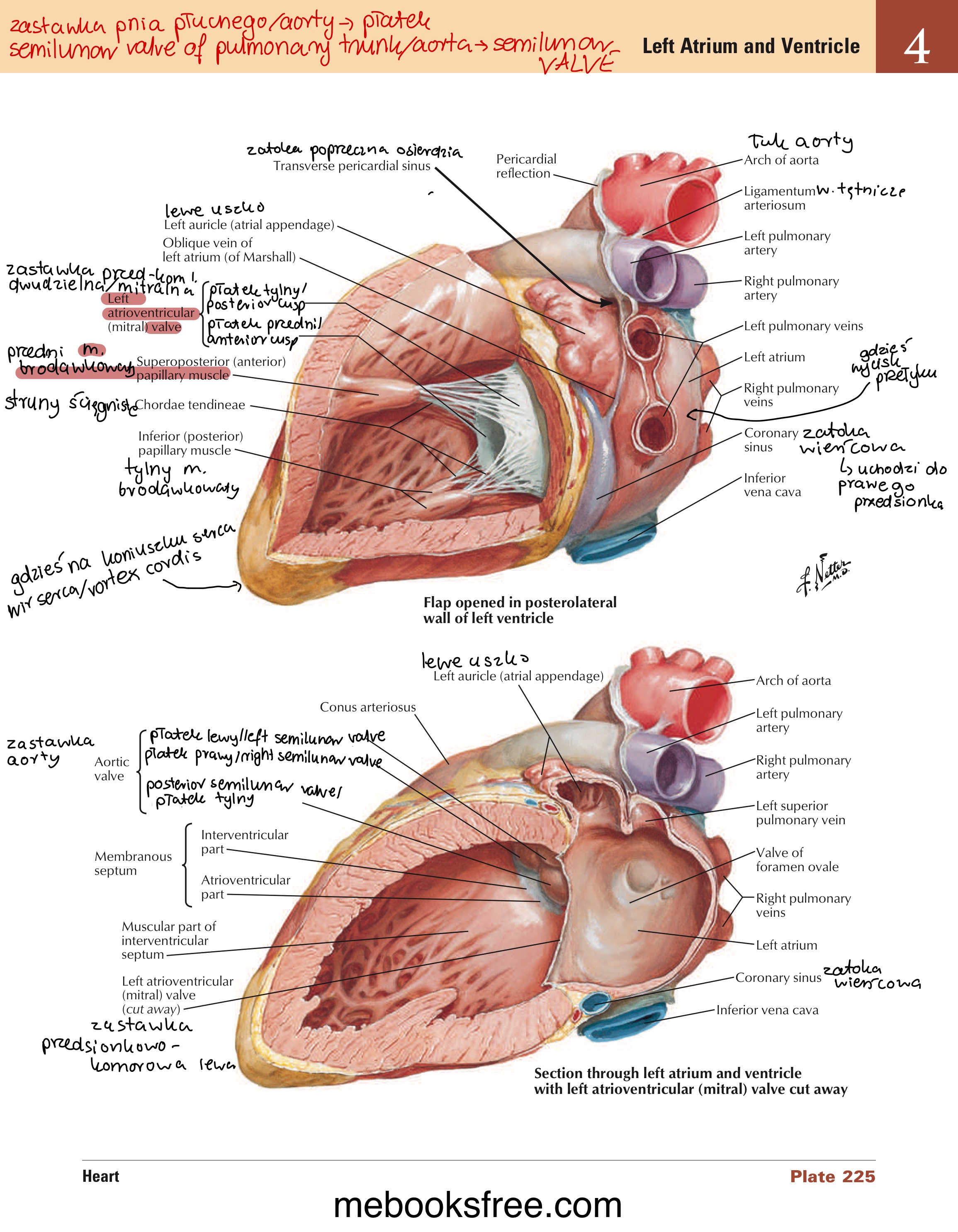 <ul><li><p>płatek przedni / anterior cusp</p></li><li><p>płatek tylny / posterior cusp </p></li></ul>