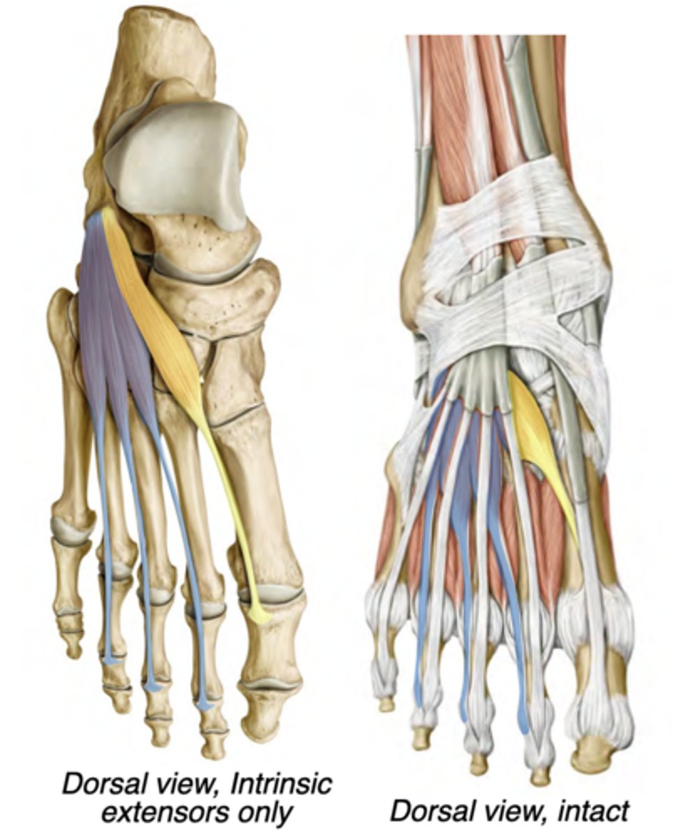 <p>Dorsal compartment</p><p>-Deep fibular nerve</p><p>-Extends digits 2-4</p><p>-prox: Calcaneus</p><p>-distal: Tendons of extensor</p><p>digitorum longus</p>