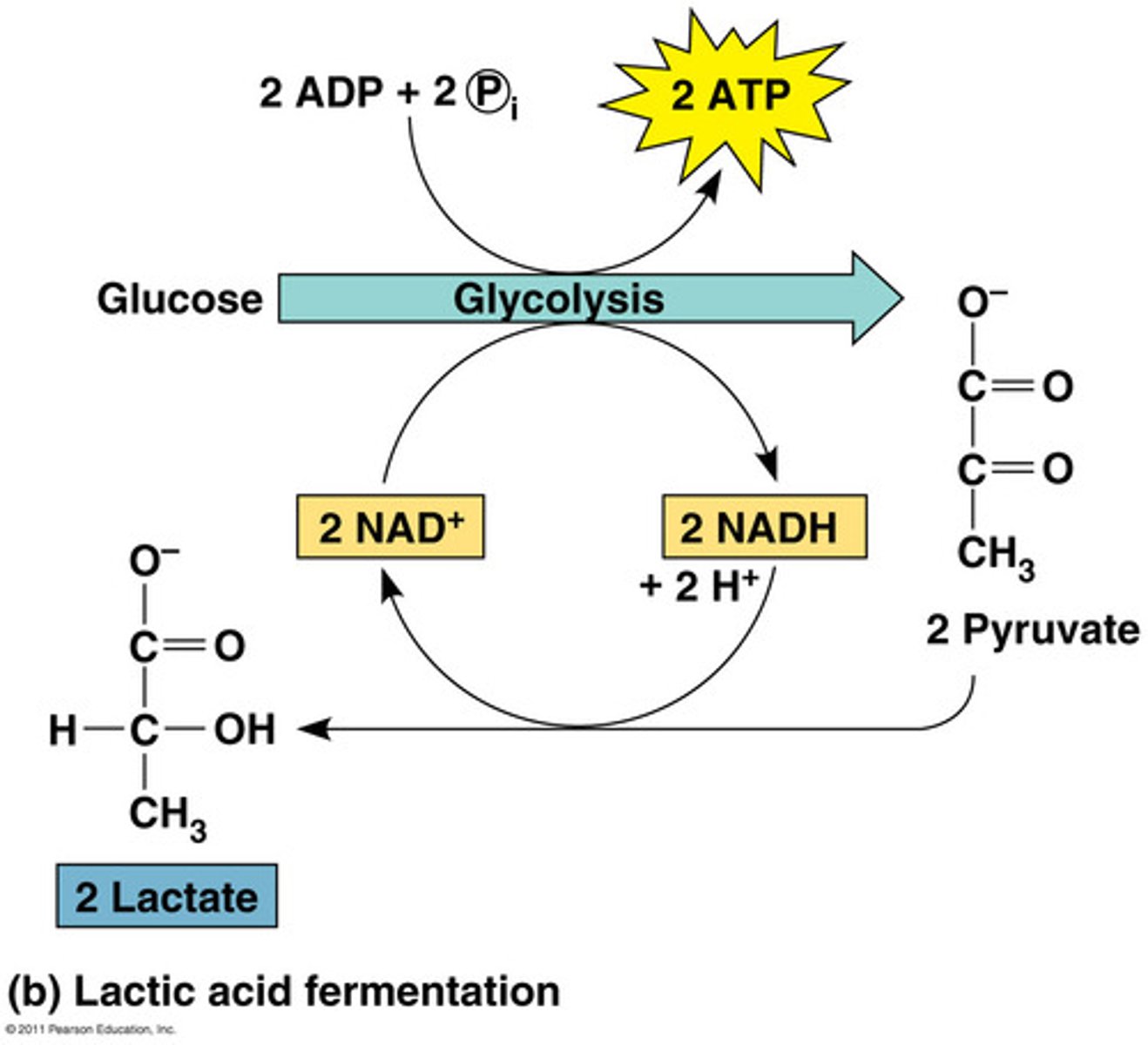 <p>Anaerobic series of reactions that convert glucose to lactic acid, in some bacteria and animal cells.</p>