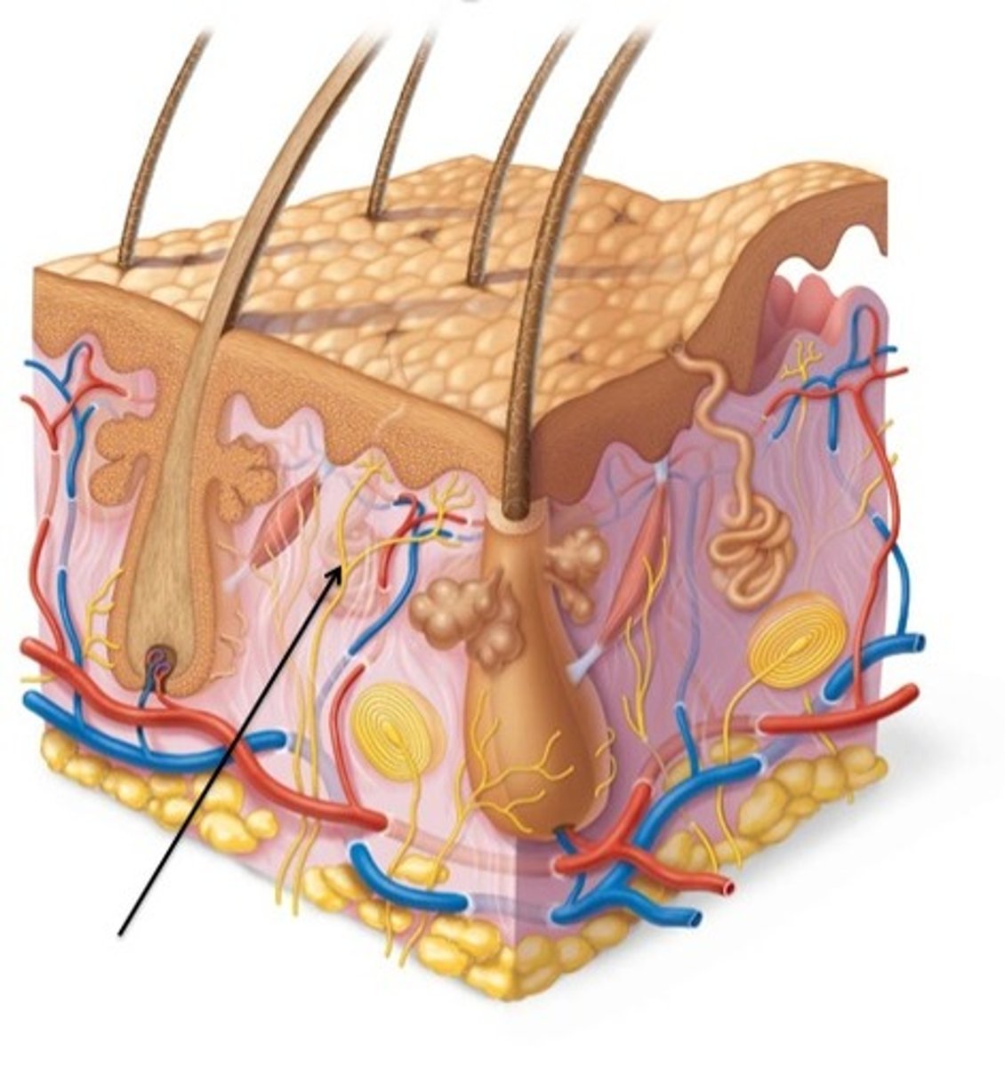 <p>Detect pain, hot &amp; cold, light touch</p>