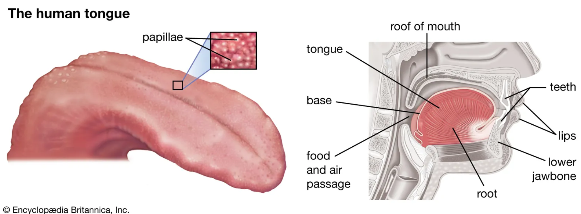 <p>Stimulated by chemicals (oxygen, CO<sub>2</sub>, pH, smell, taste). Special sense (smell, taste) and general sense (blood chemistry)</p>